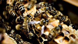 Forskere: Honningproduktion truer de vilde bier