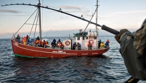 Nye rapporter: Sandsugning i Øresund har begrænset effekt på havmiljøet