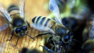 Plan Bi: Reguleringen af honningbier er det rene Vilde Vesten