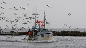 Fiskeriorganisation: Brexitaftale er ”too big to fail” for dansk fiskeri