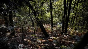 Verdens Skove: Fornuftigt at nedlægge pulje til skovrejsning