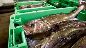 NGO: Minister må tage ansvar for dansk overfiskeri