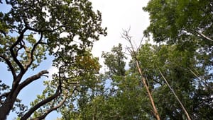 Forskere: Skoven bruges bedst til biomasse – ikke som CO2-lager