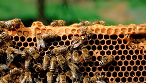 Biavlerforeningen: Vi skal udvise forsig&shy;tighed over for pesticider