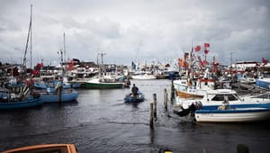 Greenpeace: Dansk overfiskeri bør være en død sild