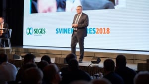 Ny strategi fra L&F: Flere svin skal slagtes i Danmark