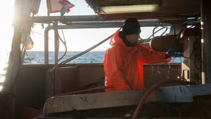 Kystfiskere: Der hersker stadig lovløse tilstande i dansk fiskeri