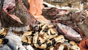 Danmarks Fiskeriforening: MSC-mærke på vej for alle fiskere