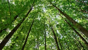 Forskere: Skovens klimabidrag må ikke modarbejde biodiversiteten