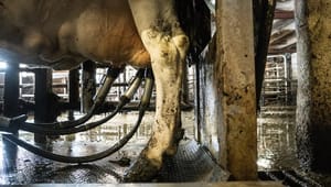 Mejeriforeningen: Mælk spiller vigtig rolle i en bæredygtig kost