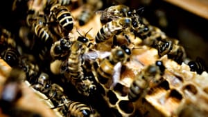 Plan Bi: Biavlerforeninger fortsætter glorificeringen af honningbier
