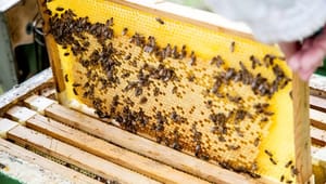 Biavlerforeningen: Naturen har brug for både honningbier og vilde bestøvere