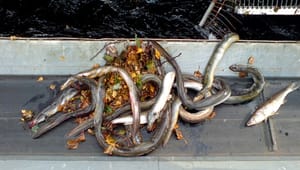 Dansk frustration: Ny EU-aftale lader truet ål i stikken 