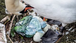 EU klar med nye regler: Forbyder engangsbestik og vatpinde af plastik