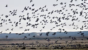 Ornitologer: Det er stort set kun gået én vej for naturen - nedad