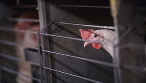 Dyrenes Beskyttelse: Når Morten Korch-romantikken krakelerer, kommer fødevarepolitik med i stemmeboksen