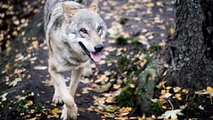 Forsker maner til besindelse: Ulven forandrer ikke dansk natur