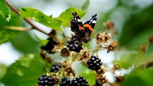 Engelbreth Larsen: Masseudryddelsen af Danmarks sommerfugle fortsætter