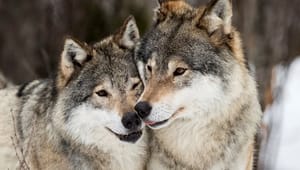 Miljøstyrelsen i nyt notat: Omstridt ulvehegn virker
