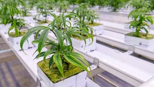 Fra fond til forsker: Medicinsk cannabis sættes under forskningens lup