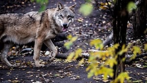 Ellemann opgiver ulveplan efter store uenigheder
