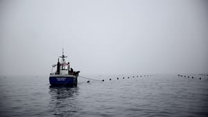 Dansk Akvakultur kritiserer forslag til ny strategi: "Det virker utroværdigt"