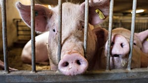 Svineproducenter: Dyrevelfærd og dyreetik skal holdes adskilt