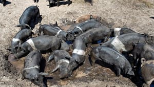 L&F om ny dyrevelfærdslov: Tidlig inddragelse er "kun rimeligt"