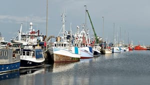 Fiskere kan tabe over en milliard i omsætning på en hård Brexit