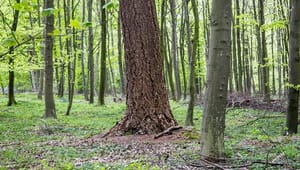Forskere: Ensidigt fokus på urørt skov løser ikke klima- og biodiversitetskrisen