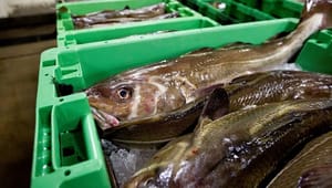 Our Fish til Eva Kjer Hansen: Stop overfiskeri, inden deadline overskrides