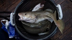 Fiskeriforening: Fiskeriet er ikke årsag til den dårlige tilstand for østtorsken