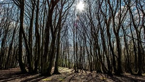 Skovejere og DN vil kortlægge naturværdier i privat skov