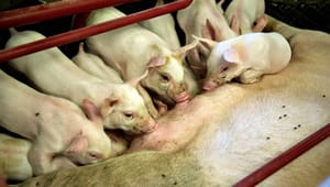Greenpeace: Halvér antallet af køer og svin i 2030