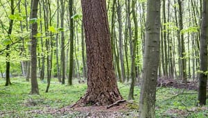 Træindustrien: Træproduktion er en vigtig del af Naturstyrelsens skovdrift