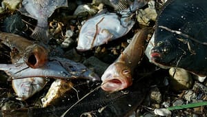 Naturorganisationer til fiskeriet: Jo, bundtrawl forstyrrer havbunden