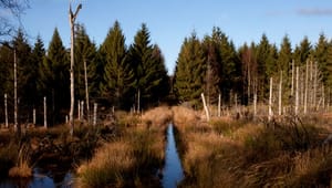 Dansk Skovforening: Myndigheder skal tage ansvar for bevaring af skovtyper