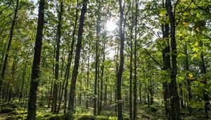 Verdens Skove: Drop snakken om “grøn” varme fra biomasse