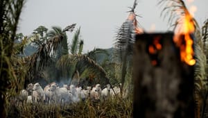 Dagens podcast: Skovbrande i Brasilien står i vejen for frihandelsaftale mellem EU og Sydamerika