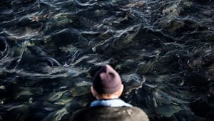 Dansk Akvakultur: Havbruget har akut brug for svar fra miljøministeren