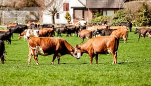 Mejeriforeningen: Klimaneutralitet kræver samarbejde fra jord til bord