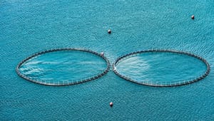 Dansk Akvakultur er skuffet: Ny kvælstof-aftale rammer os hårdt