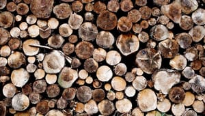 Rune Engelbreth: Sådan løser grønne ngo'er og tømmerbranchen skovnaturens krise