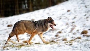 Efter formodet ulveangreb: Pia Kjærsgaard kalder miljøminister i samråd