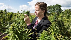 Cannabis Danmark: Problemerne med forsøgsordningen kan løses nemt