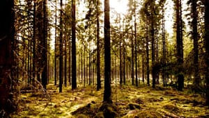 Verdens Skove: Urørt skov bør ikke bremses af privat skovbrug