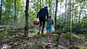 Hededanmark: Stop skyttegravskrigen mellem urørt skov og produktionsskov