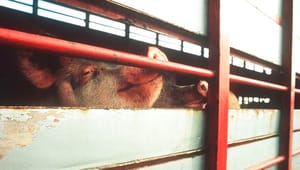 Fødevarestyrelsen anbefaler at fortsætte skrappere kontrol af dyretransporter