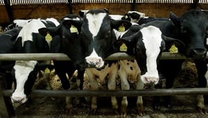 Fødevarestyrelsen barsler med nyt kontrolkoncept for dyretransporter