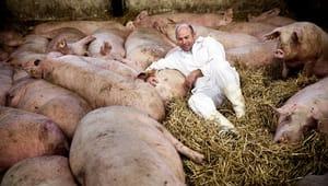 Landbrugsforening: Industriel dyreproduktion øger risiko for smitsomme sygdomme